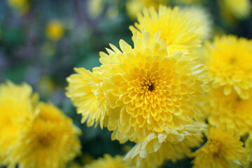 yellow chrysanthemum flowers in the garden