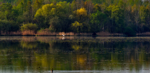 Fototapeta na wymiar Beautiful birds scene at the lake.