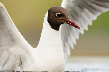 Kokmeeuw, Common Black-headed Gull, Croicocephalus ridibundus
