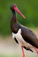 Zwarte Ooievaar, Black Stork, Ciconia nigra