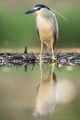 Kwak, Black-crowned Night Heron, Nycticorax nycticorax