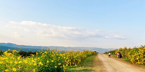 road in the flower field
