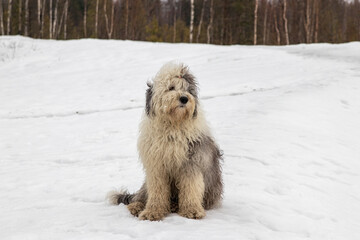 Old English Shepherd. Dog Bobtail for herding service.
