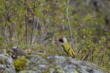 Picus viridis