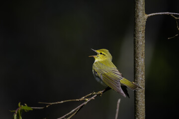 Phylloscopus sibilatrix