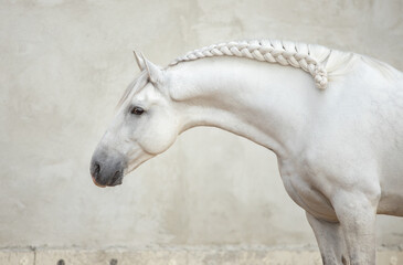 white horse in the stable - obrazy, fototapety, plakaty