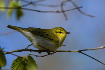 Phylloscopus sibilatrix