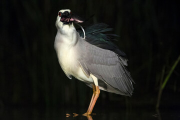 Kwak, Black-crowned Night Heron, Nycticorax nycticorax