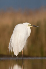 Grote Zilverreiger, Western Great Egret, Ardea alba alba