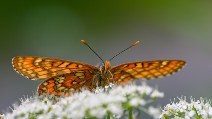 Euphydryas maturna
