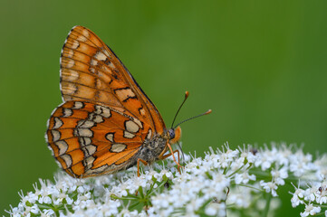 Euphydryas maturna