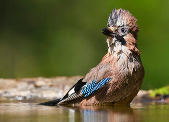Gaai, Eurasian Jay, Garrulus glandarius