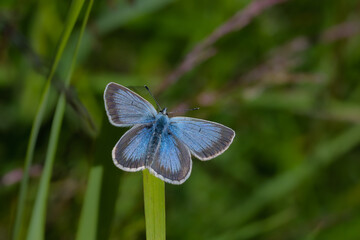 Aricia nicias