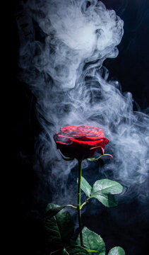 Rose Smoke Images – Browse 315,320 Stock Photos, Vectors, and Video | Adobe  Stock