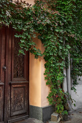 Retro wooden door outside of an old house. Plants decoration, ivy, vintage