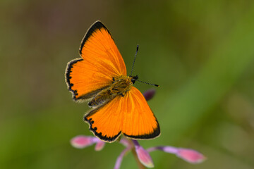 Lycaena virgaureae