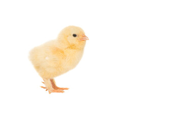 Cute yellow young chicken seen from the side isolated on a white background