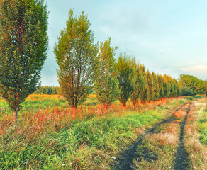 Naklejka premium Landscape of Bloodsucking Meadows in Dabrowa Gornicza.