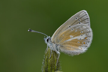 Aricia nicias