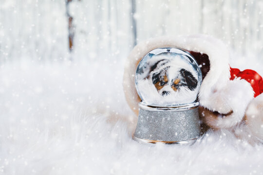 Snow globe with image of a sleeping Australian Shepherd puppy inside surrounded by Santa hat with falling snow. Shallow depth of field with selective focus on snowglobe and copy space available.