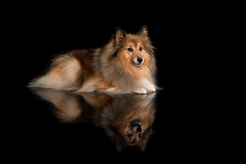 Shetland sheepdog lying down looking away on a black black background with reflection