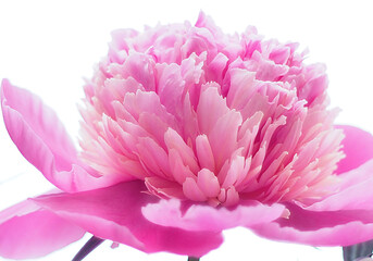 Magenta colored peony flowers blossoming.