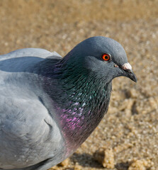 Obraz premium Close up on the pigeon with red eye on the beach.
