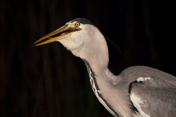 Blauwe Reiger, Grey Heron, Ardea cinerea