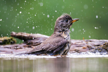 Grote Lijster, Mistle Thrush, Turdus viscivorus