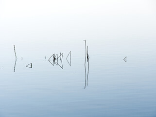 Fototapeta premium Minimalistic picture of water reeds in nature..