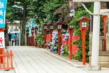 日本　埼玉県川越市、川越八幡宮の境内の紫陽花