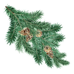 Fototapeta na wymiar Green fluffy spruce, pine branch with cones. Watercolor illustration of Christmas and New Year decor. Pine, spruce, fir isolated on white background. Drawn by hand.