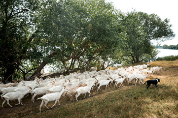 Herd of goats walking on beautiful nature near the farm. Dog is the shepherd