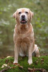 Pretty yellow labrador retriever sitting in a forest surrounding