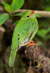 Groen-zwarte Cotinga, Green-and-black Fruiteater, Pipreola riefferii