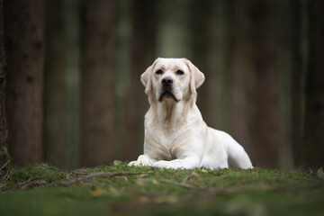 Pretty yellow labrador retriever lying down looking away in a dark forest with trees in the background