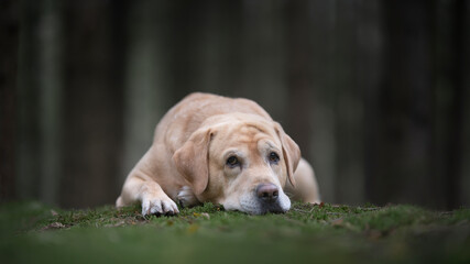 Pretty yellow labrador retriever lying down with its head on the moss looking at the camera in a dark forest with trees in the background