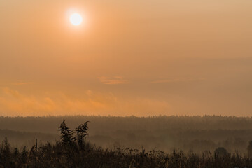 Wschód słońca we mgle nad lasem