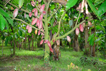 cocoa field in Bali, Indonesia.