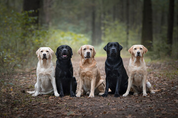 Group of five labrador retrievers looking at the camera sitting in a forest lane