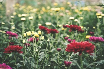 Obraz na płótnie Canvas Chrysanthemum flowers