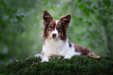 Cute miniature shepherd lying on moss with trees in the background looking at the camera