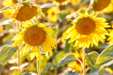 Sunflower big yellow flower warm Background reflective light from the sun concept of hope energy for life
