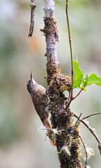 Bergmuisspecht, Montane Woodcreeper, Lepidocolaptes lacrymiger