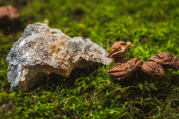 Still life- stones in green moss for interior decoration