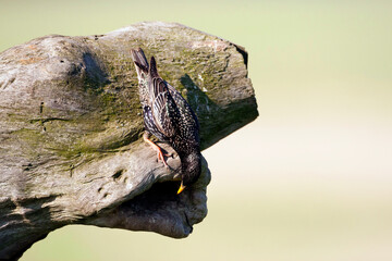 Spreeuw, Common Starling, Sturnus vulgaris