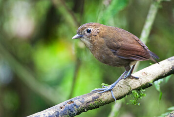 Caldasmierpitta, Brown-banded Antpitta, Grallaria milleri