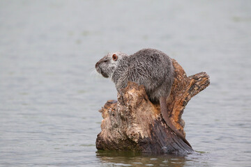 photograph of a muskrat on a lake in the wild.