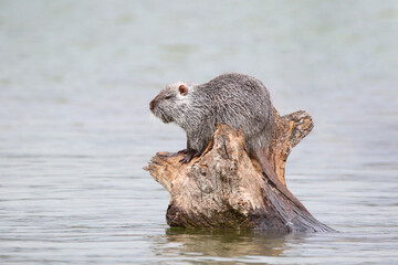 photograph of a muskrat on a lake in the wild.