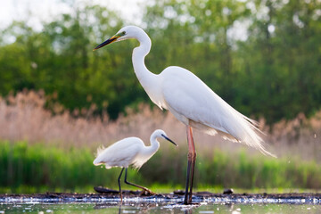 Grote Zilverreiger, Western Great Egret, Ardea alba alba